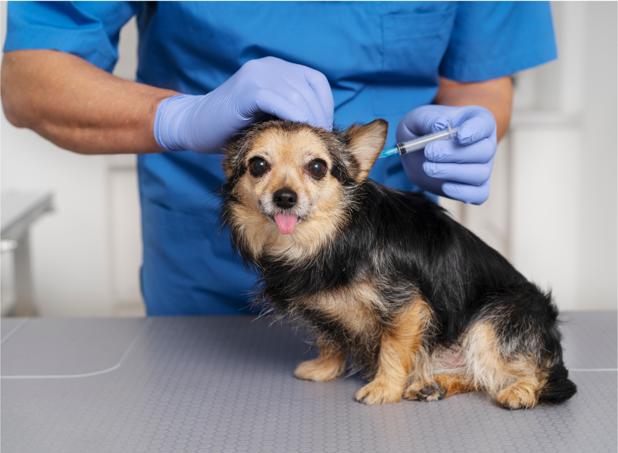 PET SERVICES